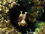 Blenny Padre Burgos Southern Leyte