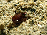 Bobtail Squid Padre Burgos Southern Leyte 1