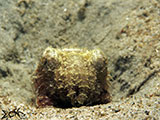 Cuttlefish Padre Burgos Southern Leyte