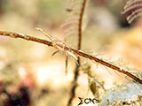 Nudibranch Padre Burgos Southern Leyte 1