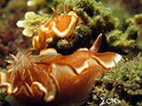 Nudibranch Padre Burgos Southern Leyte 11