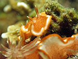 Nudibranch Padre Burgos Southern Leyte 13