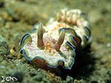 Nudibranch Padre Burgos Southern Leyte 14