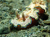 Nudibranch Padre Burgos Southern Leyte 15