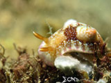 Nudibranch Padre Burgos Southern Leyte 18