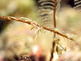 Nudibranch Padre Burgos Southern Leyte 2