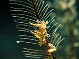 Nudibranch Padre Burgos Southern Leyte 3