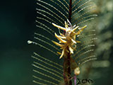 Nudibranch Padre Burgos Southern Leyte 4