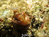 Nudibranch Padre Burgos Southern Leyte 5