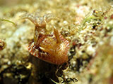 Nudibranch Padre Burgos Southern Leyte 6