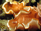 Nudibranch Padre Burgos Southern Leyte 7