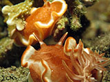 Nudibranch Padre Burgos Southern Leyte 9