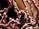 Pygmy Seahorse Padre Burgos Southern Leyte 1