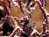 Pygmy Seahorse Padre Burgos Southern Leyte 2