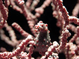 Pygmy Seahorse Padre Burgos Southern Leyte 3