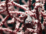 Pygmy Seahorse Padre Burgos Southern Leyte 4