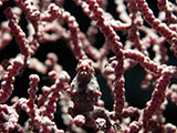 Pygmy Seahorse Padre Burgos Southern Leyte