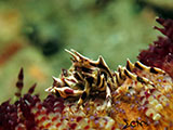 Zebra Crab Padre Burgos Southern Leyte