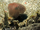 Anilao Cuttlefish 17