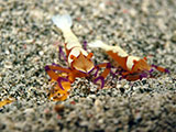 Anilao Emperor Shrimp 11