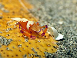 Anilao Emperor Shrimp 7