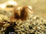 Anilao Hairy Shrimp 11