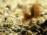 Anilao Hairy Shrimp 12