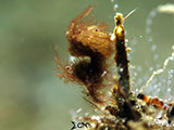 Anilao Hairy Shrimp 2