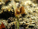 Anilao Hairy Shrimp 5