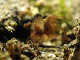 Anilao Hairy Shrimp 7