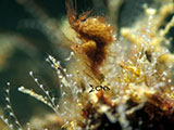 Anilao Hairy Shrimp 9