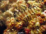 Anilao Lionfish 4