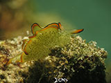 Anilao Nudibranch 180