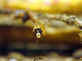 Anilao Pipefish 3