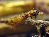 Anilao Pipefish 6