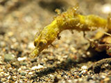 Anilao Pipefish 7