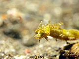 Anilao Pipefish 8