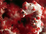 Anilao Pygmy Seahorse 10