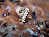 San Luis Batangas Nudibranch 27