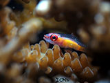 San Luis Batangas Pink Eyed Goby 4