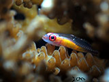 San Luis Batangas Pink Eyed Goby 5