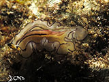 Bauan Batangas Flatworm 1