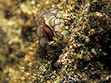 Bauan Batangas Flatworm 4