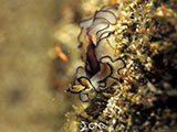 Bauan Batangas Flatworm 5