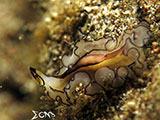 Bauan Batangas Flatworm 7