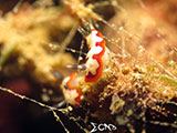 Bauan Batangas Nudibranch 11