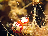 Bauan Batangas Nudibranch 13