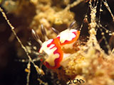 Bauan Batangas Nudibranch 14