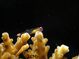 Bauan Batangas Pink Eyed Goby 1