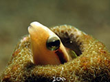 Anilao Blenny 6